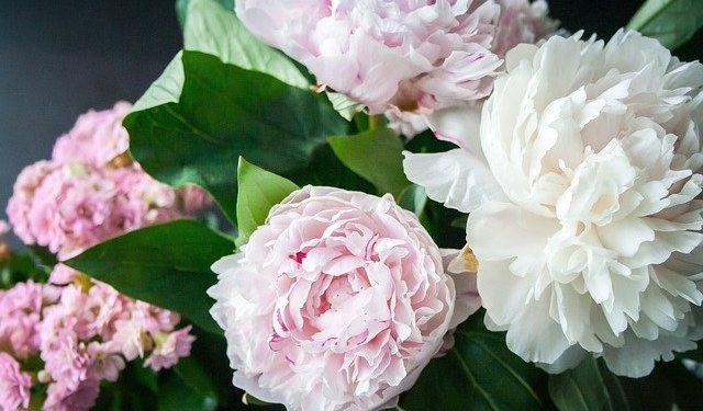 Peony, Perennials Guide to Planting Flowers