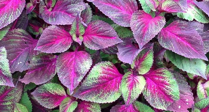 PERILLA, Annual Flower Information