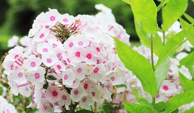Phlox - Hardy Phlox, Flame Flower, Moss Pink, Wild Sweet William, Perennials Guide to Planting Flowers