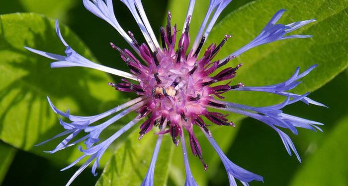 Plant care Centaurea -  Cornflower and Sweet-sultan, Annual Flower Information