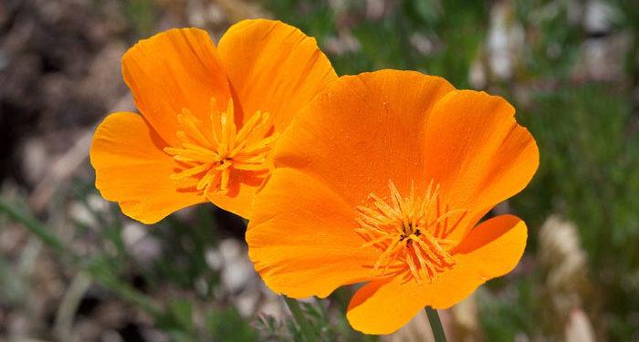 Plant care for California-poppy, Annual Flower Information