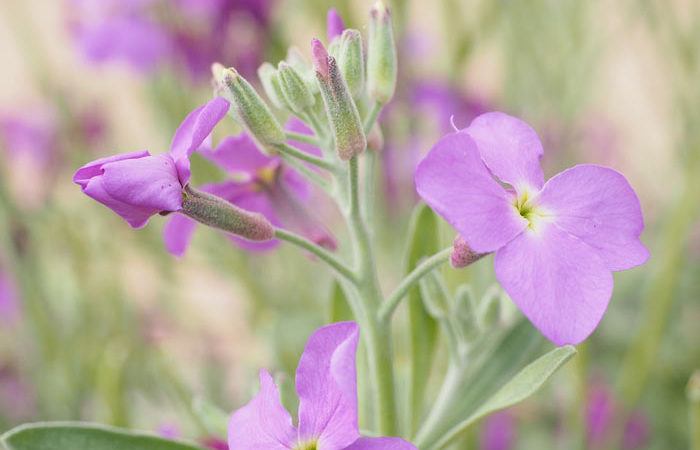 Plant care for Erysimum -  Blistercress (Fairy Wall flower), Annual Flower Information