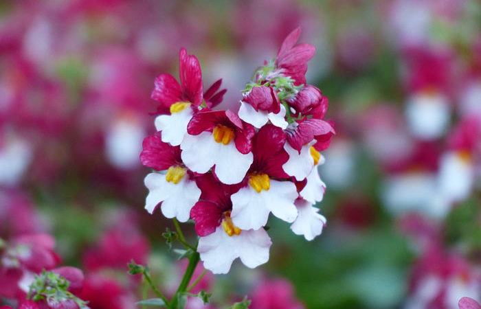 Plant care for Nemesia, Annual Flower Information
