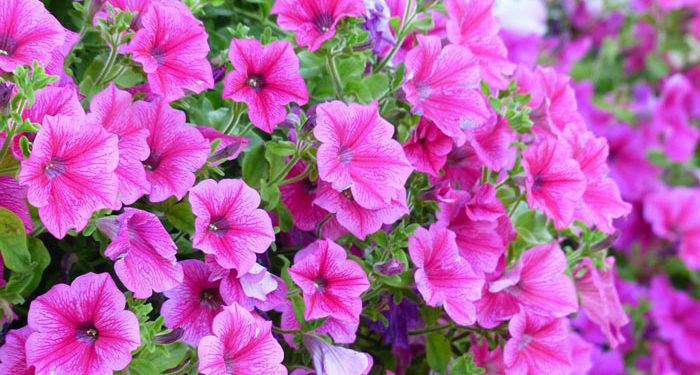 Plant care for Petunia, Annual Flower Information