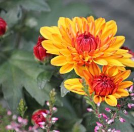 Planting Colorful Chrysanthemums for Your Garden