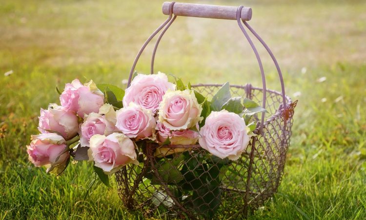 Rose Gardening