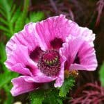 Papaver - Perennial Plant, How to grow a Poppy
