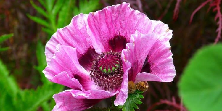 Papaver - Perennial Plant, How to grow a Poppy