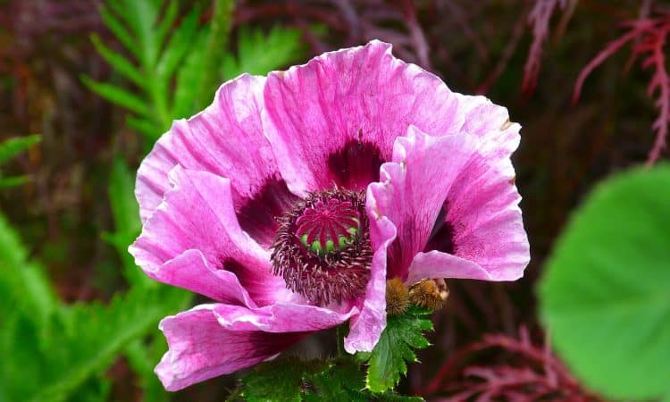 Papaver - Perennial Plant, How to grow a Poppy