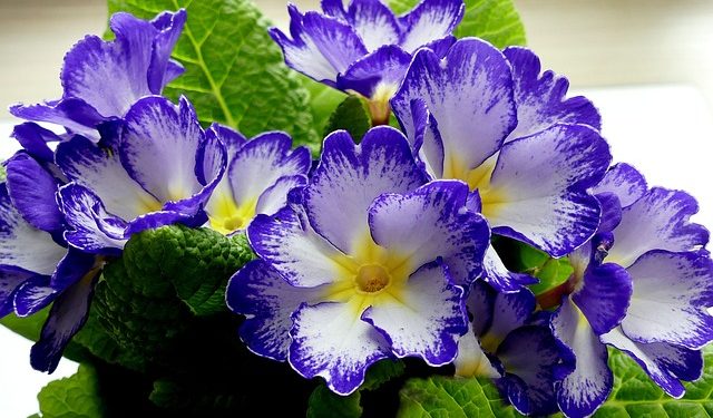 Primula - Primrose,  Perennials Guide to Planting Flowers