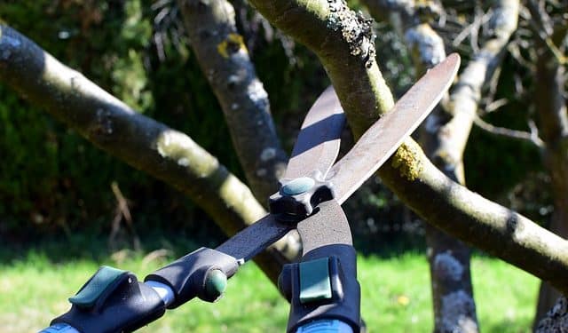pruning tree shrub