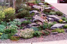 How to control Aphids