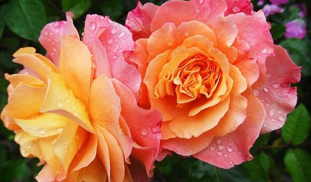 rose heat and drought