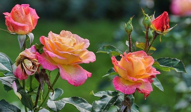 Rose flower - Plant and Care