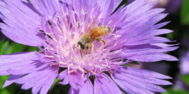 Stokesia - Stokes  Aster, Cornflower Aster, Perennials Guide to Planting Flowers