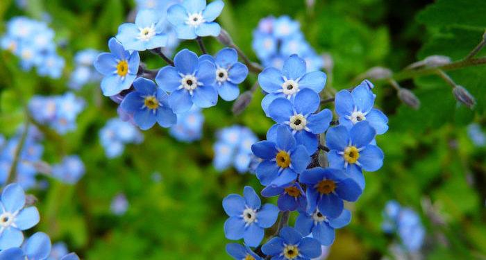 Summer Forget-me-not, Perennials Guide to Planting Flowers