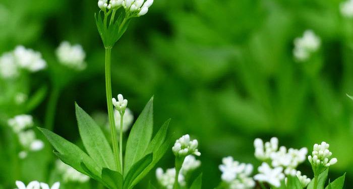 Sweet Woodruff, Perennials Guide to Planting Flowers