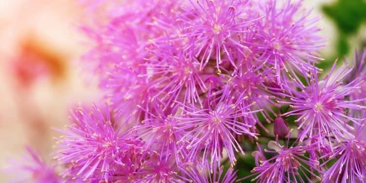 Thalictrum - Meadow Rue, Feathered Columbine, Perennials Guide to Planting Flowers