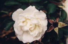 Winter protection for bulbs and tubers - Daffodils- Dahlias