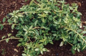 Greenhouse Humidity