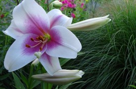 Growing Hardy Annuals