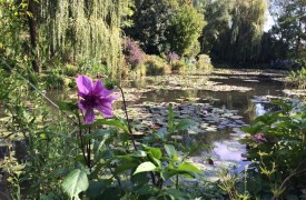 How to plant Half-hardy Annuals flowers