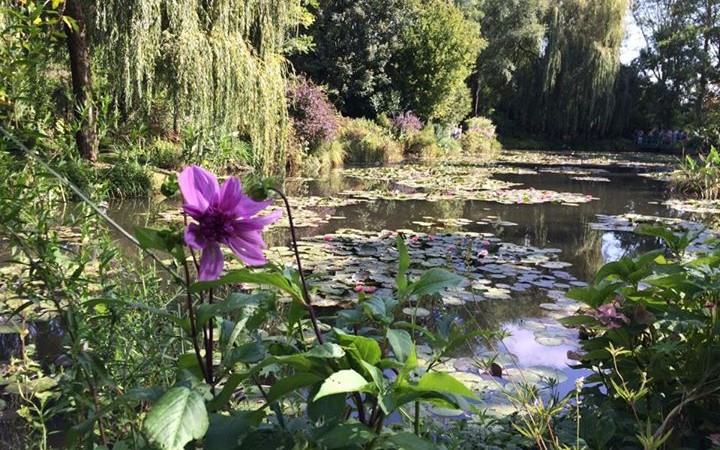 How to plant Half-hardy Annuals flowers