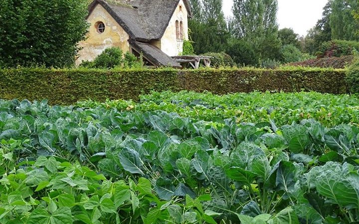 How to really start the Kitchen Garden