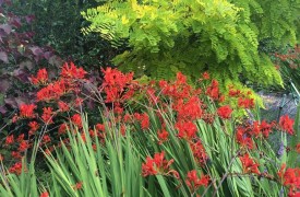 Mulching a plant for Winter Protection