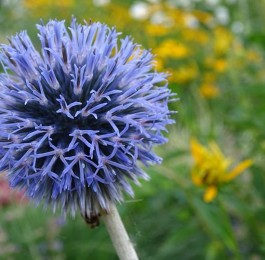 Gardening in November - Pruning and training