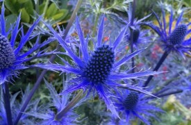Wintering Plants Indoors