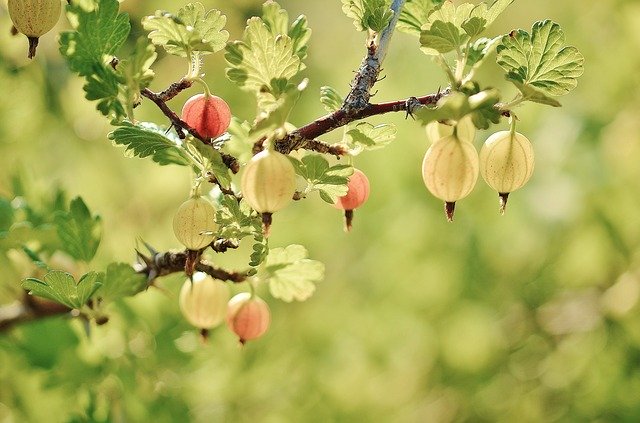 Gooseberry - Growing and Harvesting