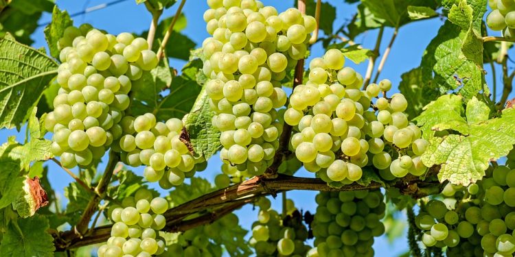 Growing Grapes - Care of Grape Vines