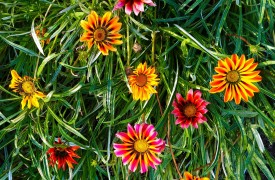6 Common Fall and Winter Diseases