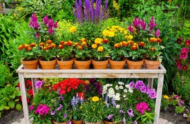 Aftercare for Christmas Plants