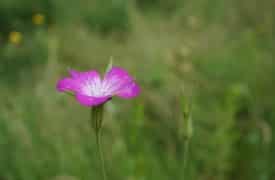 Antique Garden Flowers