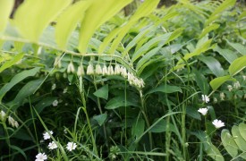 ANTIQUE PAGES - Gardening