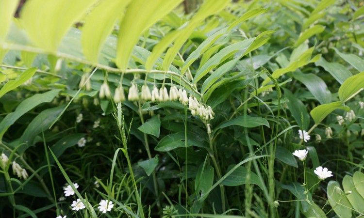 ANTIQUE PAGES - Gardening