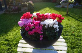 August Gardening Tips and Visting Perennial Gardens