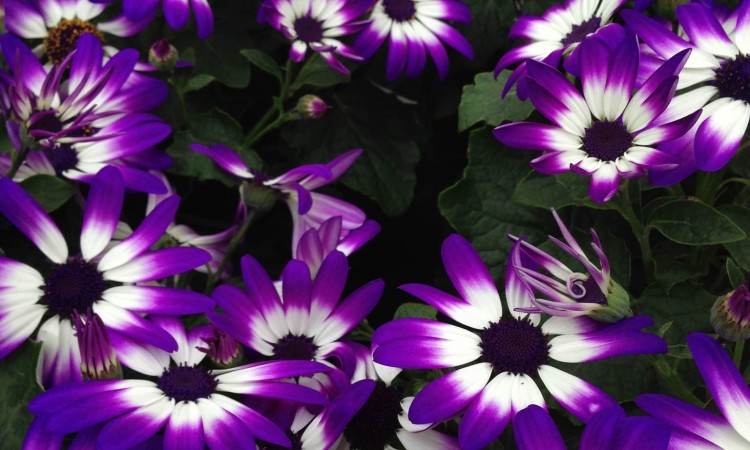 Australian Hardiness Planting Zones