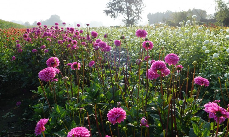 BACK UP GARDEN OPTIMISM WITH A PLAN