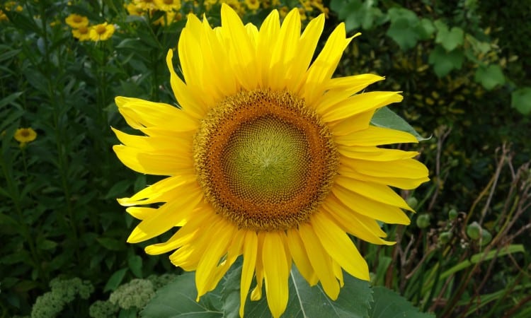 Botanical Name listing of Plants