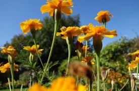 Botanical Name to Common Name - P-Z