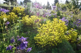 BROTHER CADFAEL  - Gardening