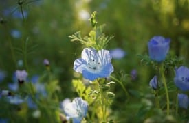 Catananche - Perennial Plant, How to grow