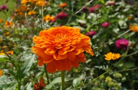 Centaurea - Perennial Plant, How to grow
