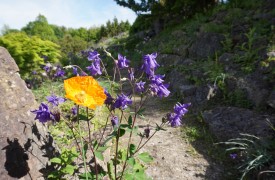 CHANGE IN THE GARDEN  - Gardening