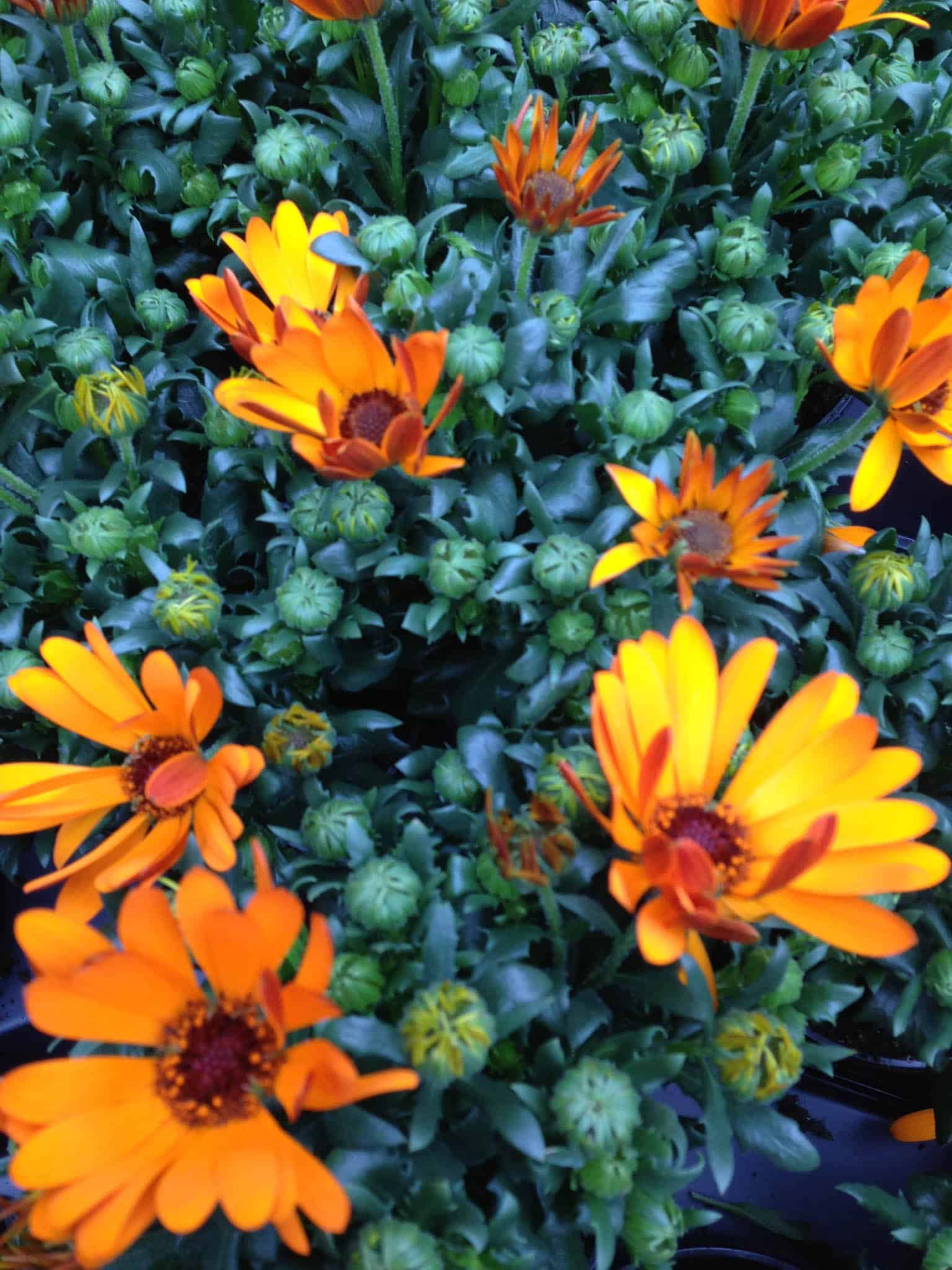 China Plant Hardiness Zone Map - Professional Gardening Tips