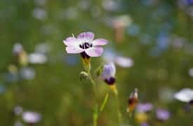 Convolvulus - Perennial Plant, How to grow