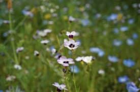 Coreopsis - Perennial Plant, How to grow